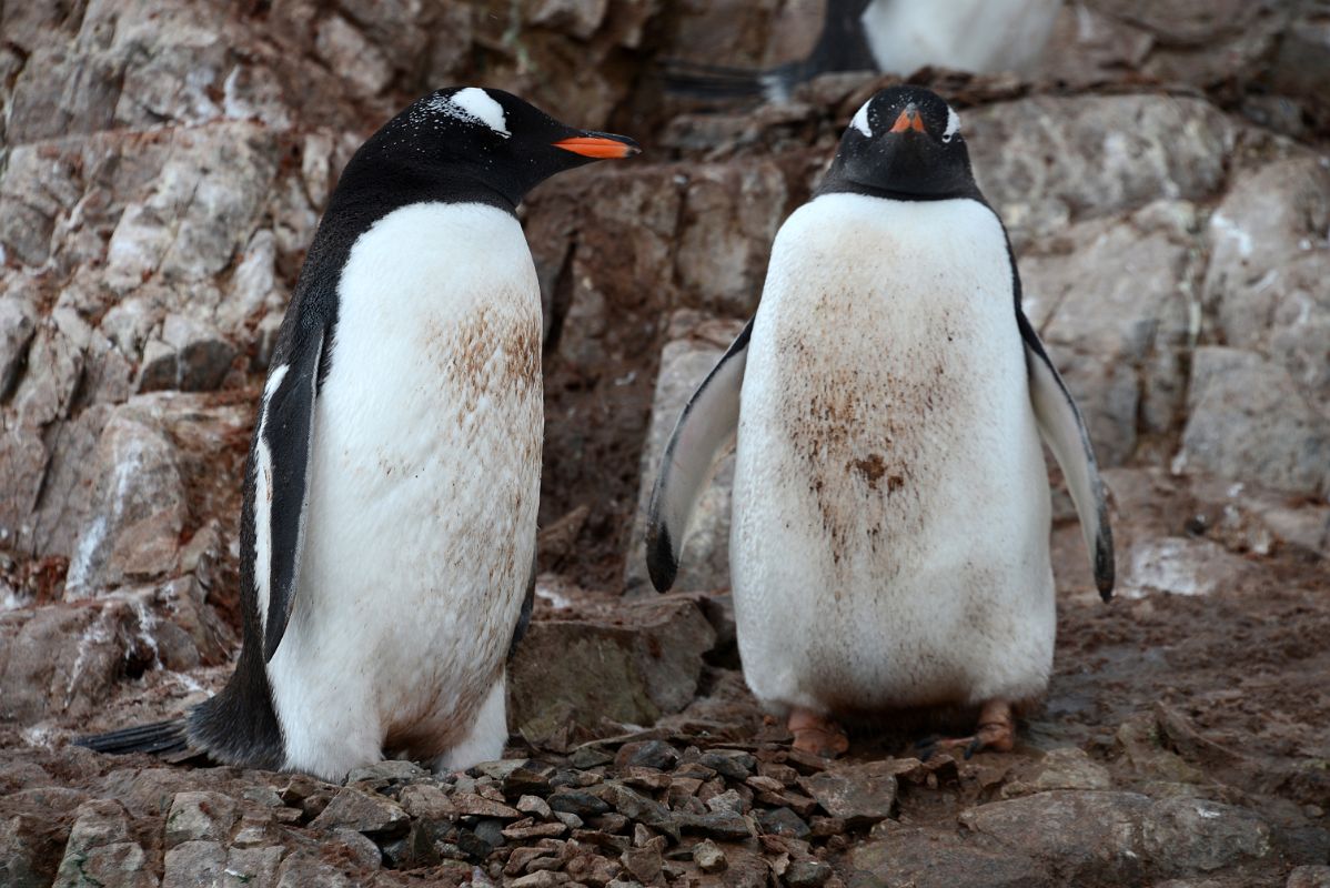 05A Two Gentoo Penguins With Their Nest In The Rocks At Neko Harbour On Quark Expeditions Antarctica Cruise